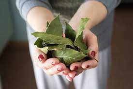 The Power Of Bay Leaves or Laurel